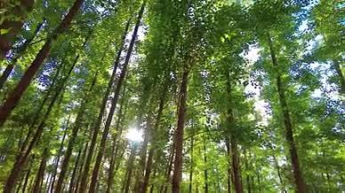 4k拍摄逆光树林阳光透过树叶唯美空镜头视频的预览图